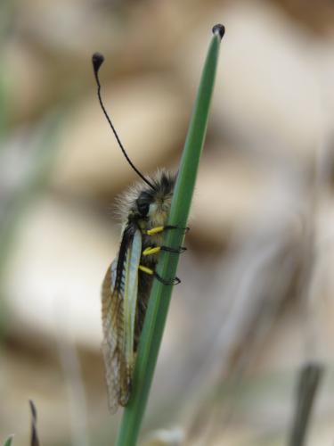 Libelloides lacteus